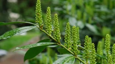Yoğun ormanda sağanak yağmur, yeşil yapraklara sabitlenmiş yağmur damlacıkları, ormanda yağmur günü. Yaprak ağacına yağmur damlası. Ağaca Sağanak Yağan Yağmur Yeşil Doğa Konseptini Bırakıyor