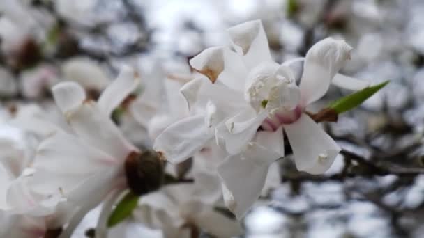 Sulange Magnolia Close Tree Branch Blossom Magnolia Springtime Pink Chinese — Stock Video