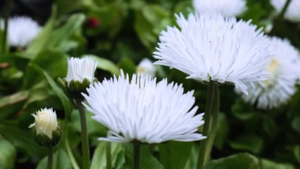 Flowerbed Beautiful White Flowers Green Lawn Background Group Delicate Flowers — Vídeo de Stock