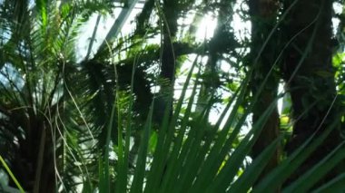 Yeşil palmiye yaprağı deseni soyut arka plan tropikal ormanı, ekoloji kavramı ve varış noktası gelişimi. Kapalı alanda güneş ışığı yaprakların arasından süzülüyor. Özgürlük yolculuğu yaşam tarzı ormanı