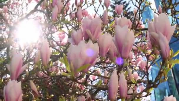 Sulange Magnolia Close Galho Árvore Flor Magnólia Primavera Rosa Chinês — Vídeo de Stock