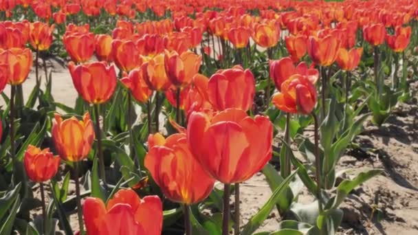 Flores Vermelhas Tulipa Florescendo Paisagem Campo Jardim Belo Jardim Primavera — Vídeo de Stock