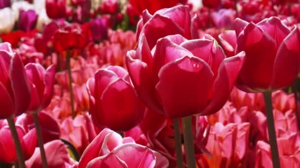 Ροζ Λουλούδια Τουλίπας Ανθίζουν Στο Τοπίο Στον Κήπο Όμορφη Άνοιξη — Αρχείο Βίντεο