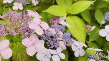 Hortensia Ortanca 'nın güzel çiçekleri ilkbaharda açan mavi menekşe ortancalarından oluşan şehir sokağındaki çalılıkta. Şehir dekoru