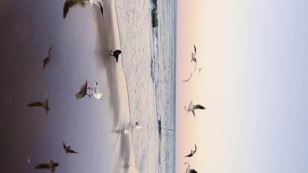 Seagulls Flying Baltic Sea Dark Blue Clouds Sea Ocean Water — Stock Video