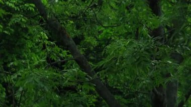 Sağanak yağmur, yazın gök gürültülü fırtına. Arka planda yeşil ağaçlar. Rüzgarlı yağmurlu hava, Bokeh ile yakın çekim. Mevsimlik tropikal yağmur ormanları karanlık akşam görüntüleri. Şiddetli yağmurda fırtına, güçlü.