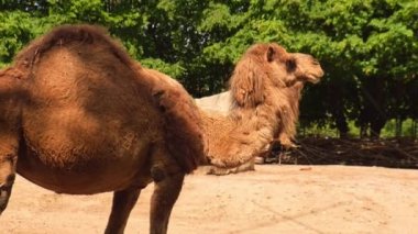 Doğal arka planda çim deve kafası çiğnemek. Vahşi yaşam hayvanat bahçesi parkı. Güzel hayvanlar.