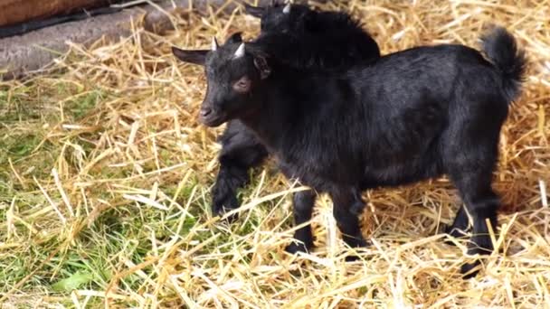 Animals Goats Eating Farm Domestic Farm Chews Agriculture Ecology Goat — Vídeo de Stock