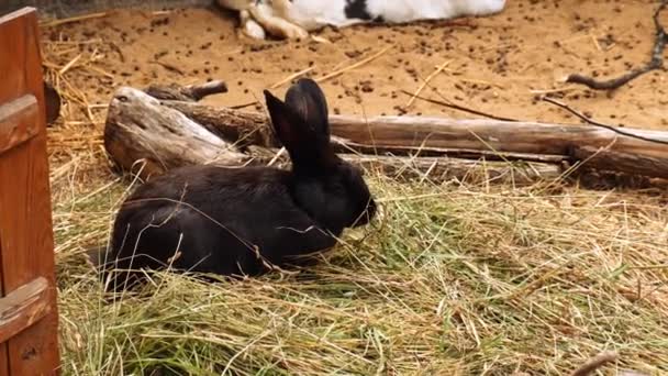 笼中的兔子家族毛茸茸的啮齿动物在农场里喂养动物 兔子吃绿色多汁的草 咀嚼干草 家兔农场农村生活农舍 — 图库视频影像