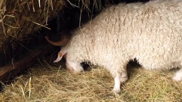 Animals Goats Eating Farm Domestic Farm Chews Agriculture Ecology Goat — Vídeo de stock