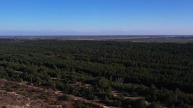 Gdansk Polonya 'daki orman manzarası. Spruce kozalaklı ağaçların üzerinde uçan drone çekimi, doğa arka planda 4k manzara Kuşların bakışı sabah güneş ışığında dronu kullanın