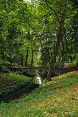 Forest Park 'ta köprüsü ve küçük nehri olan renkli yeşil bir manzara. Park Ormanı 'ndaki yaz yeşilliklerine bakın. Yeşillik ağacı patikayı terk eder. Doğa manzarası duvar kağıdı arkaplanı