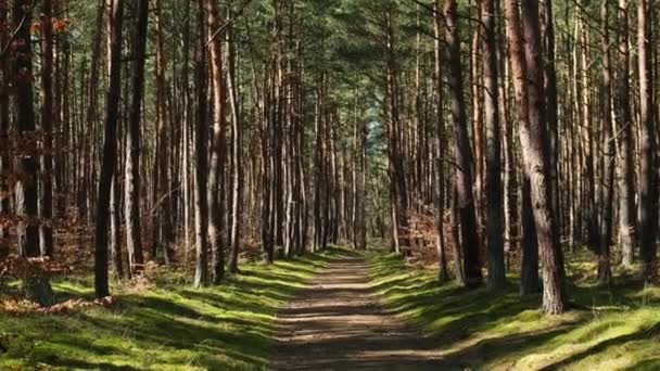 Piękny Las Sosnowy Jodłowy Grubą Warstwą Zielonego Mchu Pokrywającą Leśną — Wideo stockowe
