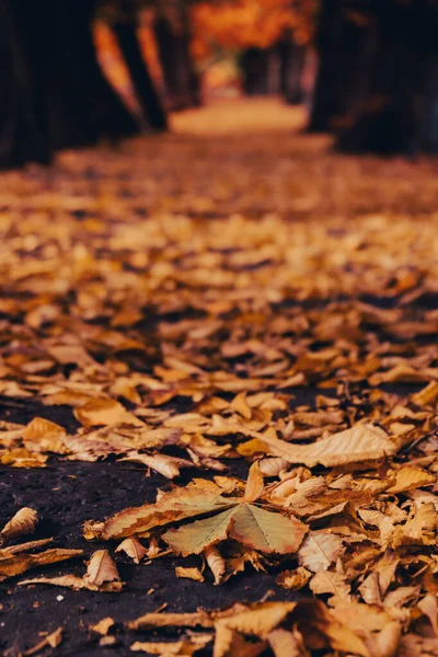 Barevné Podzimní Listí Pohled Podzimním Listím Lesích Parku Zlaté Listy — Stock fotografie