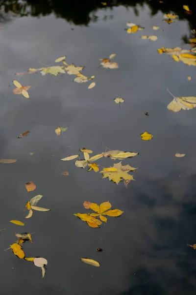 Herfst Bladeren Drijven Het Oppervlak Van Het Water Gevallen Herfstbladeren — Stockfoto