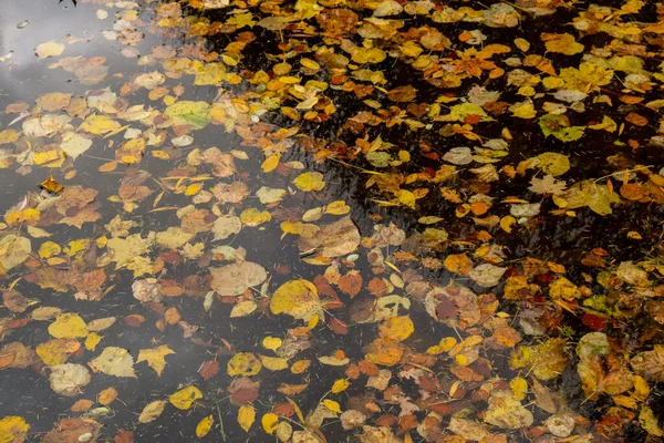 Осенние Листья Плавают Поверхности Воды Падшие Осенние Листья Поверхности Озера — стоковое фото