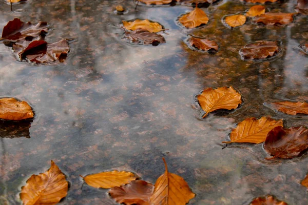빗방울 잎으로 흙탕물에 떨어진다 수면에 떠오릅니다 오렌지 흙탕물을 항해하고 있습니다 — 스톡 사진