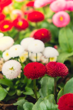 Flowerbed of beautiful colorful flowers on green lawn background. Group of delicate flowers in the period of active flowering in spring. Romantic natural background for all vivid moments of life