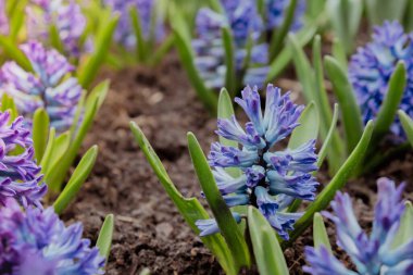 İlk bahar çiçekleri kuşkonmaz familyasının arka planında çok renkli sümbülleri ve geleneksel paskalya çiçekleri olan büyük çiçek tarhı. Kutlama kartpostalı duvar kâğıdı. 