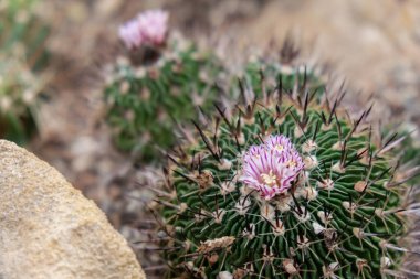 Pembe çiçek kaktüsü. Kaktüs Echinopsis. Botanik bahçesi. Büyük Kaktüs Çiçeği. Sulu çiçekler açar. Rengarenk bordo bir kirpi kaktüsünün yakın görüntüsü