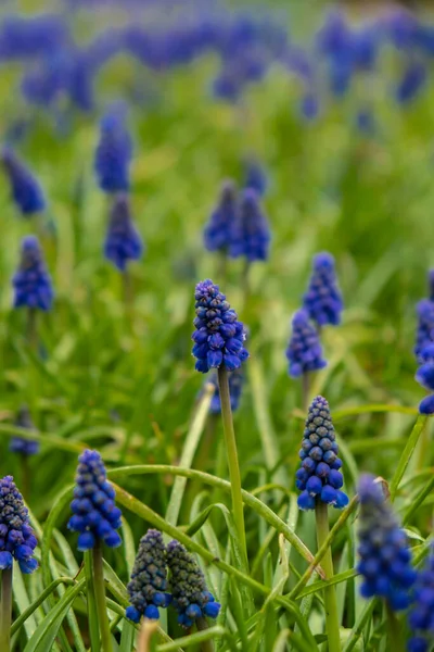 Vackra Blå Muscari Blommor Upp Räng Blommig Abstrakt Naturlig Bakgrund — Stockfoto