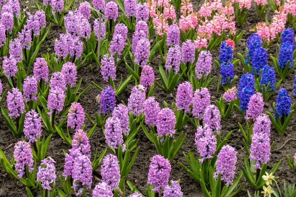Primeira Primavera Flores Grande Canteiro Flores Com Jacintos Multi Coloridos — Fotografia de Stock