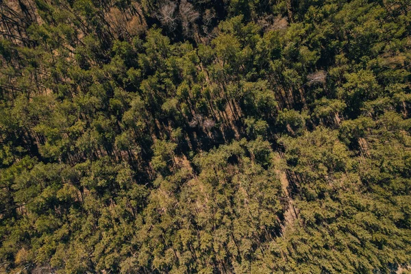 从空中俯瞰森林树顶的景色 夏天的春秋树上 有人在云杉树梢上打响了汽笛 大自然的背景景观鸟瞰着晨曦中的无人机 — 图库照片