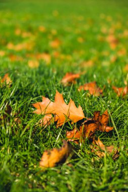 Renkli sonbahar yaprakları. Park Ormanı 'ndaki sonbahar yeşilliklerine bakın. Altın ağaç yaprakları. Sonbahar ormanında sarı yapraklı güzel bir ağaç. Yol sonbahar yapraklarıyla dolu. Doğa çöküyor
