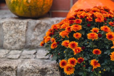 Balkabakları sonbahar çiçekleriyle saman dekorasyonu yapıyor. Dış binanın sonbahar dekoru çok şık. Sokakta samanlıkta kırsal dekor. Sonbahar hasatı Şükran Günü ve Cadılar Bayramı