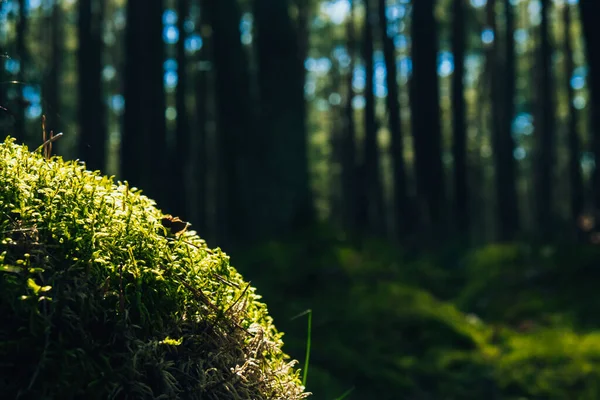 地板上美丽的绿色苔藓特写 美丽的苔藓背景 阳光下的森林 厚层覆盖着森林的地面 阳光透过树枝闪烁着 神奇的 — 图库照片