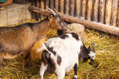 Animals goats eating in the farm. Domestic farm chews. Agriculture and ecology. Goat farm dairy . Full udder with milk, food for little kids, livestock raising on the farm, farming, walking pets on