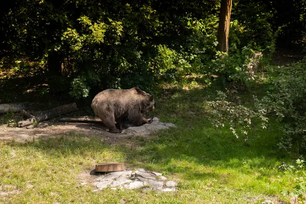 Amazing Powerful Brown Bear living search for food in the forest walking in Wood, Wild Nature. Amazing Fur Color. Life in Forest, Home of Dangerous Animals Freedom. Wildlife 