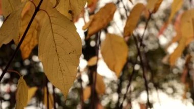 Renkli sonbahar yaprakları. Park Ormanı 'ndaki sonbahar yeşilliklerine bakın. Altın ağaç yaprakları. Sonbahar ormanında sarı yapraklı güzel bir ağaç. Yol sonbahar yapraklarıyla dolu. Doğa çöküyor