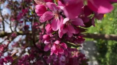 Kiraz çiçeği konsepti. Dikey çekim ağır çekimde Japon sakura Hanami. Bahar çiçekleri. Kiraz çiçekleri olan güzel Japon ağaç dalı. Güzel pembe bahar çiçekleri. Doğa Arkaplanı