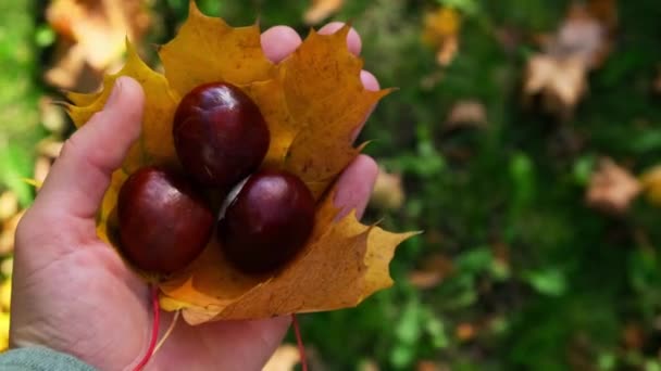 Kobieta Trzyma Jesienny Klon Żółty Liść Kasztany Obok Jesiennej Przyrody — Wideo stockowe