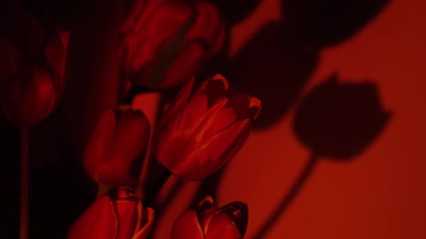 Roze Gekleurde Tulp Bloem Rood Neon Licht Blauwe Paarse Helling — Stockvideo