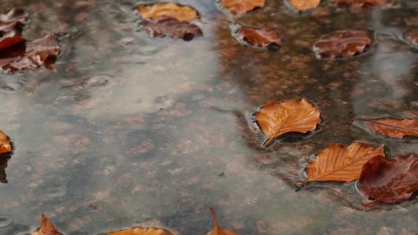 Падіння Дощів Падає Калюжу Осіннім Листям Привіт Осінь Осіннє Листя — стокове відео