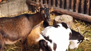 Animals goats eating in the farm. Domestic farm chews. Agriculture and ecology. Goat farm dairy . Full udder with milk, food for little kids, livestock raising on the farm, farming, walking pets on