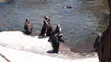 Penguen hayvanat bahçesinde su havuzunda sallanarak yürüyor. Penguen sürüsü büyük taşın üzerinde duruyor. Hayvanat bahçesindeki Humboldt penguenleri havuzu ve taşları olan kuşlar yürür, yüzer, tüylerini temizler.