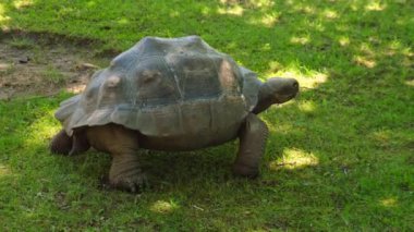 Giant Galapagos tortoise - Chelonoidis nigra moving on green grass. Big old turtle Ancient animal in Park, nature, or zoo. Slowly crawling in zoo reptile.