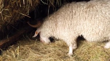 Animals goats eating in the farm. Domestic farm chews. Agriculture and ecology. Goat farm dairy . Full udder with milk, food for little kids, livestock raising on the farm, farming, walking pets on