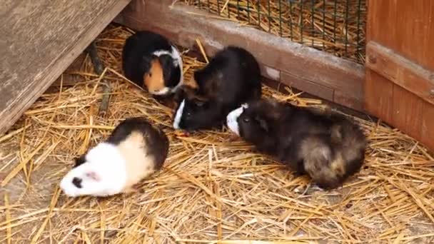 Kleine Meerschweinchen Kauen Auf Dem Bauernhof Futter Einheimische Meerschweinchen Zoo — Stockvideo