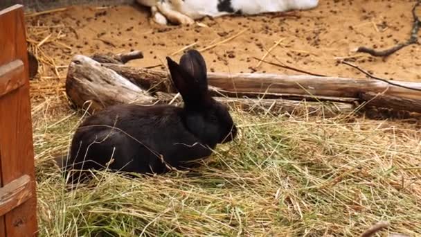 Familj Kaniner Bur Fluffiga Gnagare Avelsdjur Gården Kaniner Äter Grönt — Stockvideo