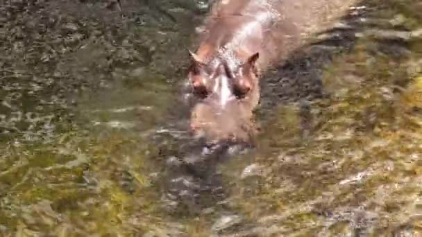 Hipopopotam Pływa Wodzie Niebezpieczne Zwierzę Zoo Hipopopotama Zoologii Stawów Środowisku — Wideo stockowe