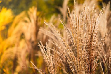 Rüzgarda savrulan gümüş çim çiçeği. Güzel bahar uzun çimen çiçekleri rüzgarla savruluyor açık havada. Gümüş ya da altın kamış otu. Soyut doğal 4k video arkaplan toprak tonlarıName 