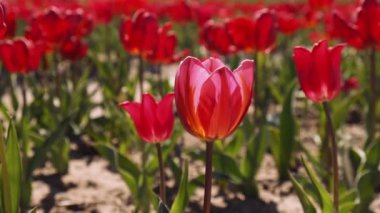 Bahçe arazisinde açan pembe lale çiçekleri. Açık havada bir sürü kırmızı lalesi olan güzel bir bahar bahçesi. Güneşin doğuşuyla çiçek parkı. Çayırlarda büyüyen soyulmuş laleler.