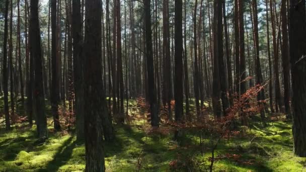 美丽的松树和冷杉森林 森林地面覆盖着厚厚的绿色苔藓 阳光透过树枝闪烁着 森林土地背景 神奇的深雾密布的森林 — 图库视频影像