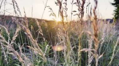 Taze yeşil çimen görüntüsü Alacakaranlık esintisi ışığında pirinç kulakları yeşil çimlerle oynuyor. Doğal çayır çimleri rüzgâr esintisiyle yavaşça savruluyordu. Güzel yeşil sallanan çim tarlası dinleniyor