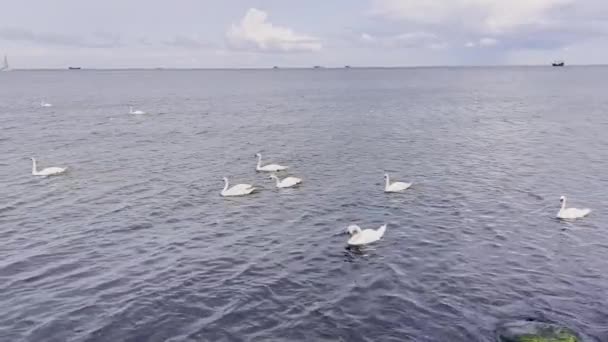 Mavi Deniz Gündoğumu Suda Yüzen Kuğular Vahşi Beyaz Kuğular Kıyıya — Stok video