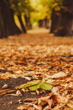 Renkli sonbahar yaprakları. Park Ormanı 'ndaki sonbahar yeşilliklerine bakın. Altın ağaç yaprakları. Sonbahar ormanında sarı yapraklı güzel bir ağaç. Yol sonbahar yapraklarıyla dolu. Doğa çöküyor